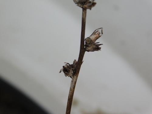 Common chicory
