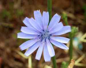 Cichorium (Cichorium)(Cichorium)