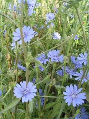 Cichorium (Cichorium)(Cichorium)