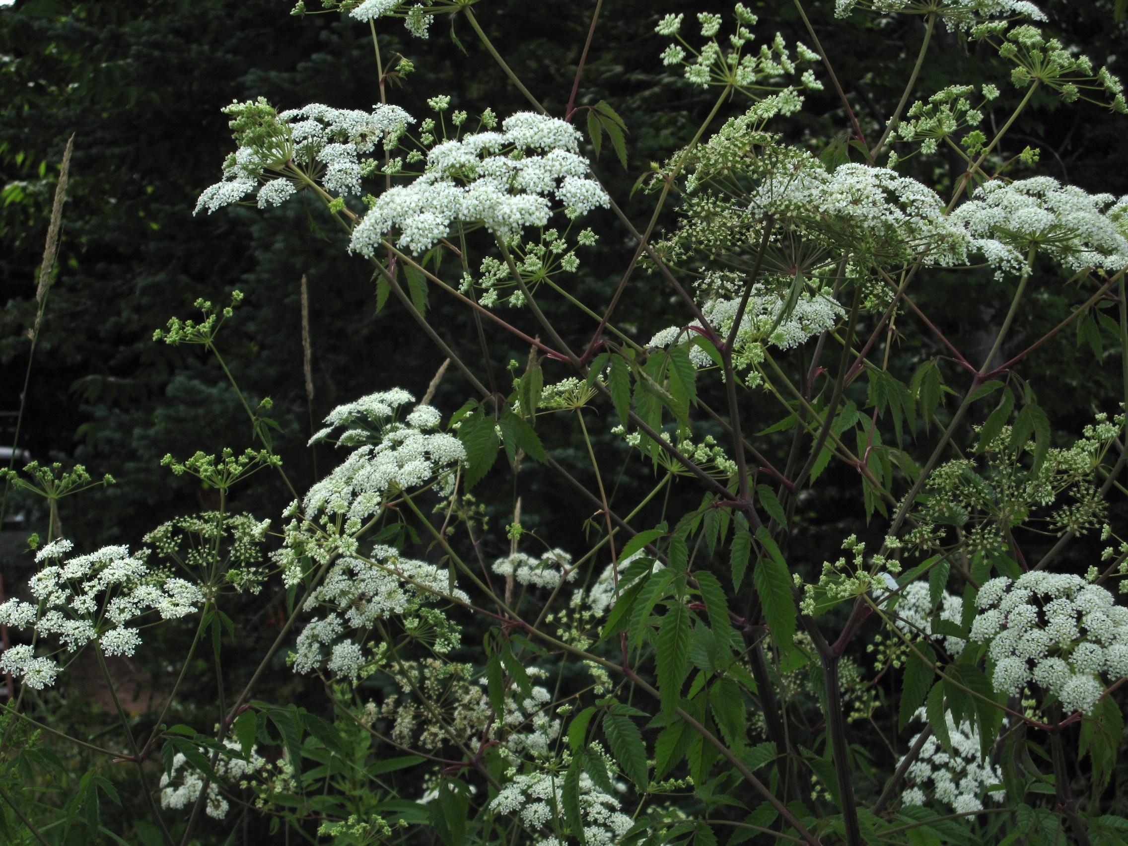 Spotted water hemlock