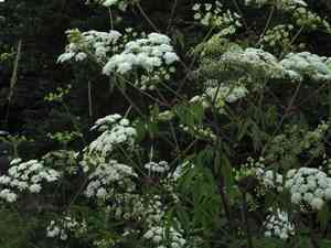 Spotted water hemlock(Cicuta maculata)