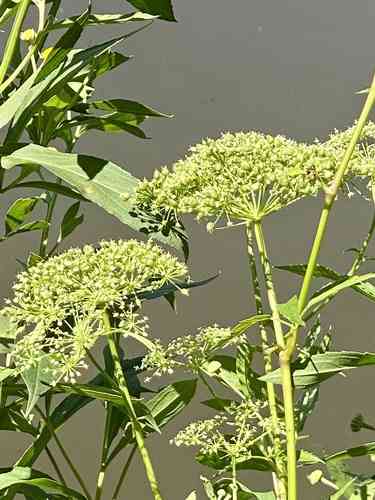 Spotted water hemlock(Cicuta maculata)