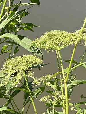 Spotted water hemlock(Cicuta maculata)