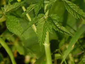Spotted water hemlock(Cicuta maculata)