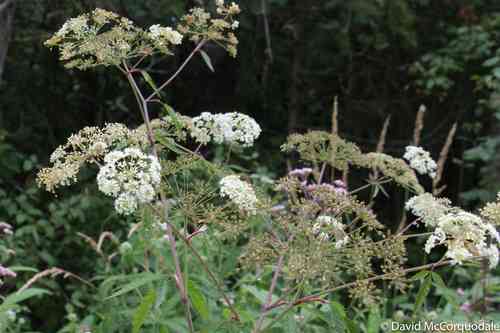 Spotted water hemlock(Cicuta maculata)