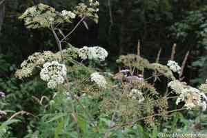 Spotted water hemlock(Cicuta maculata)