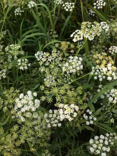Spotted water hemlock(Cicuta maculata)