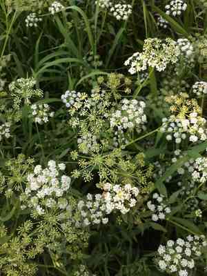 Spotted water hemlock(Cicuta maculata)