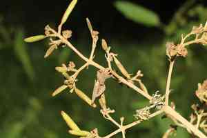Quinine(Cinchona pubescens)