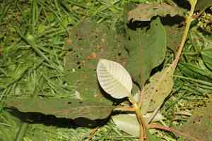 Quinine(Cinchona pubescens)