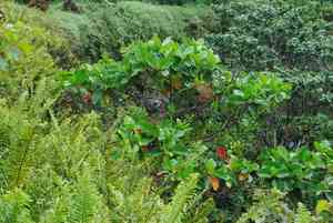 Quinine(Cinchona pubescens)