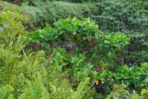 Quinine(Cinchona pubescens)