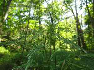 Stout woodreed(Cinna arundinacea)