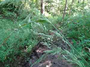 Stout woodreed(Cinna arundinacea)