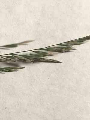 Stout woodreed(Cinna arundinacea)