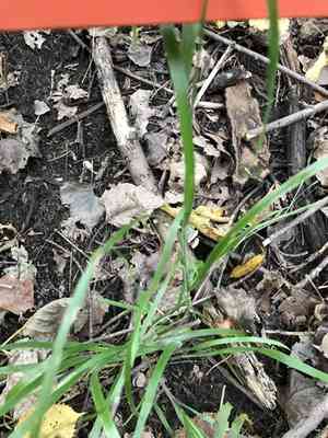 Stout woodreed(Cinna arundinacea)