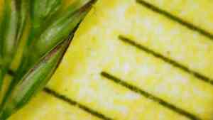 Drooping woodreed(Cinna latifolia)