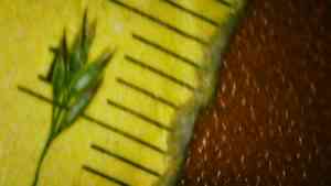 Drooping woodreed(Cinna latifolia)