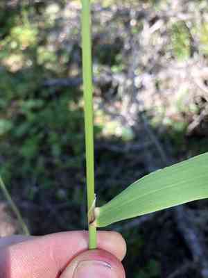 Drooping woodreed(Cinna latifolia)