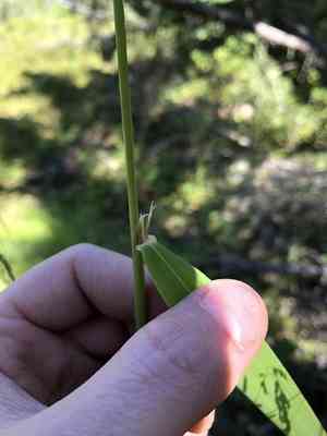 Drooping woodreed(Cinna latifolia)