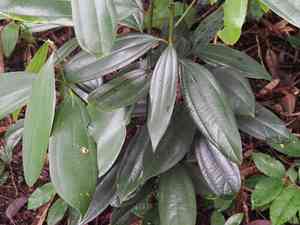 True cinnamon tree(Cinnamomum verum)