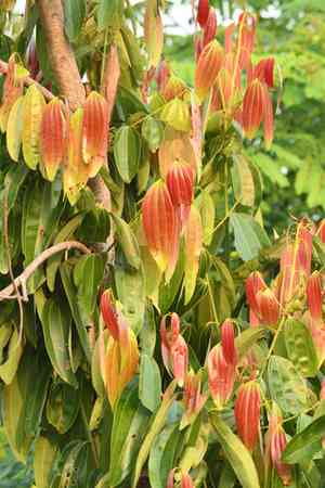 True cinnamon tree(Cinnamomum verum)