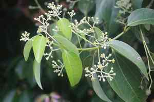True cinnamon tree(Cinnamomum verum)