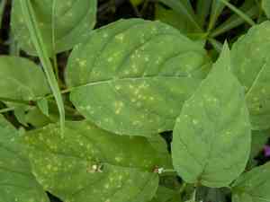 Eastern Enchanter's Nightshade(Circaea canadensis)
