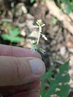 Eastern Enchanter's Nightshade(Circaea canadensis)