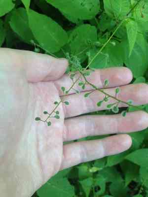 Eastern Enchanter's Nightshade(Circaea canadensis)