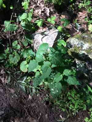 Eastern Enchanter's Nightshade(Circaea canadensis)