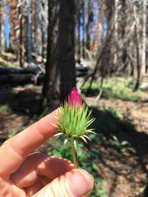 Rose thistle(Cirsium andersonii)