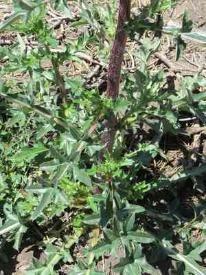 Rose thistle(Cirsium andersonii)