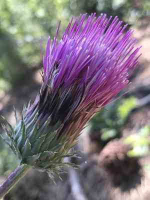 Rose thistle(Cirsium andersonii)