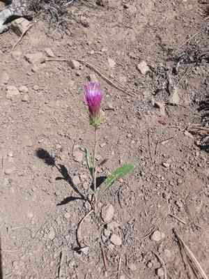 Rose thistle(Cirsium andersonii)