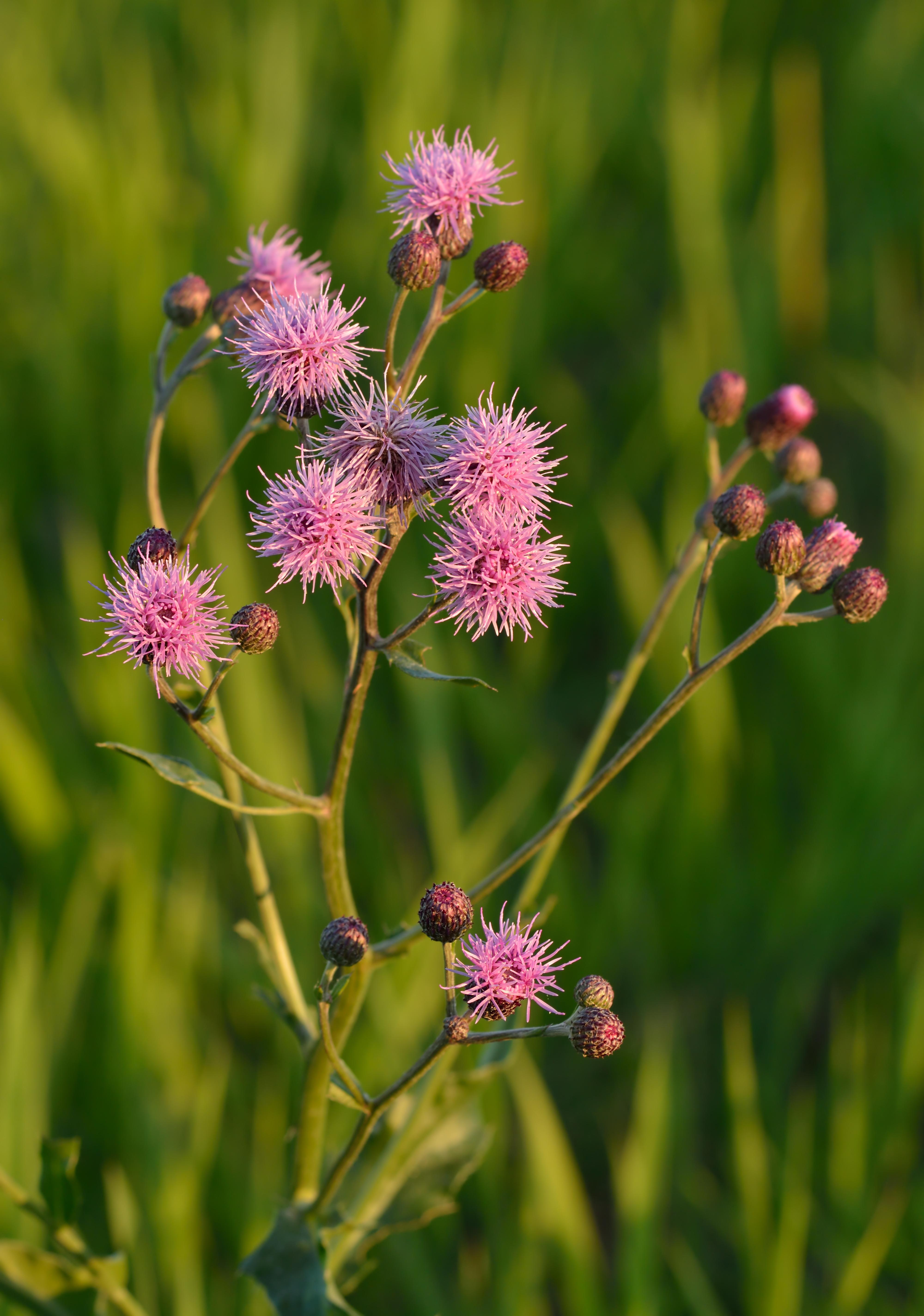 Creeping thistle