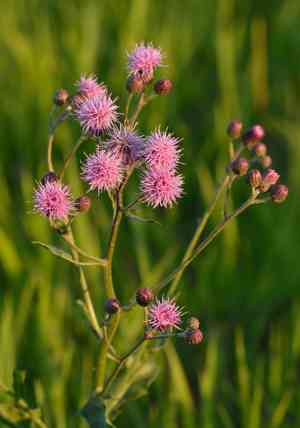 Creeping thistle(Cirsium arvense)