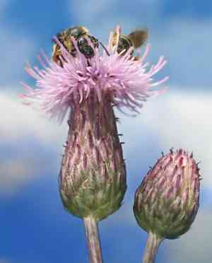 Creeping thistle(Cirsium arvense)