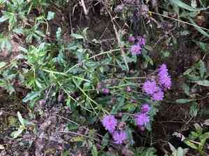 Creeping thistle(Cirsium arvense)