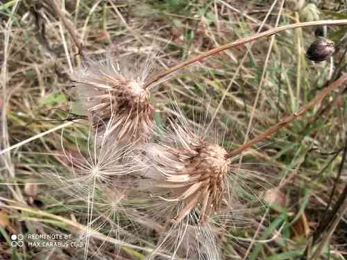 Creeping thistle(Cirsium arvense)
