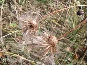 Creeping thistle(Cirsium arvense)