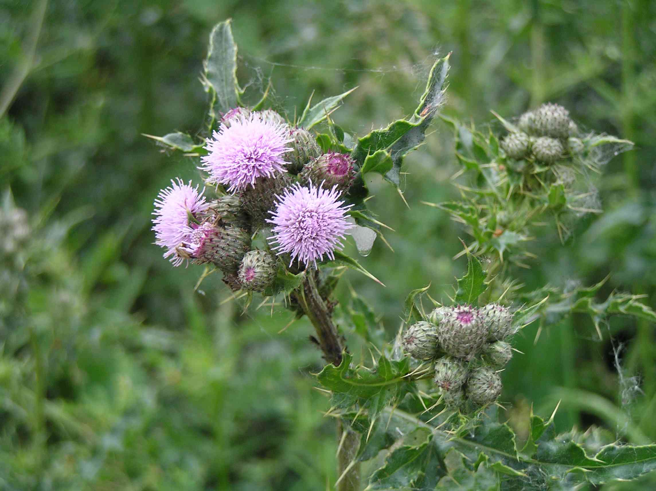 Creeping thistle(Cirsium arvense)