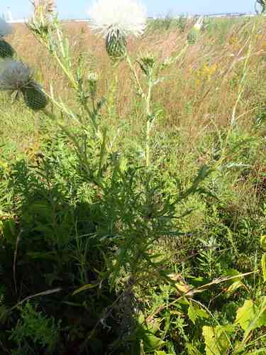 Field thistle(Cirsium discolor)