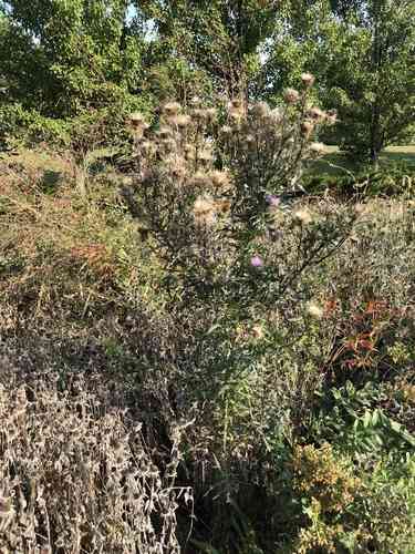 Field thistle(Cirsium discolor)