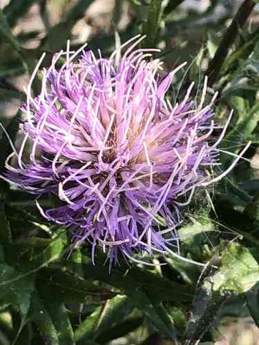 Field thistle(Cirsium discolor)