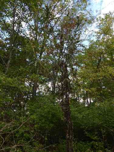 Field thistle(Cirsium discolor)