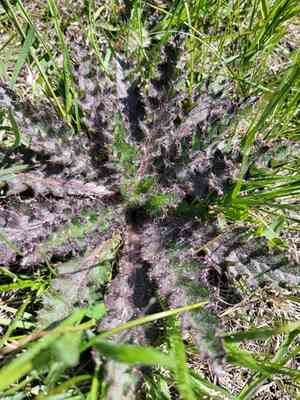 Dwarf thistle(Cirsium drummondii)