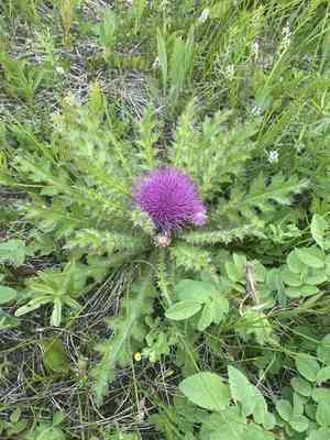 Dwarf thistle(Cirsium drummondii)