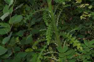 Dwarf thistle(Cirsium drummondii)