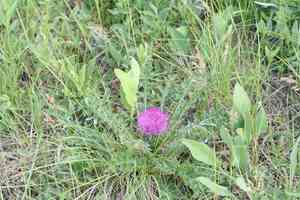 Dwarf thistle(Cirsium drummondii)